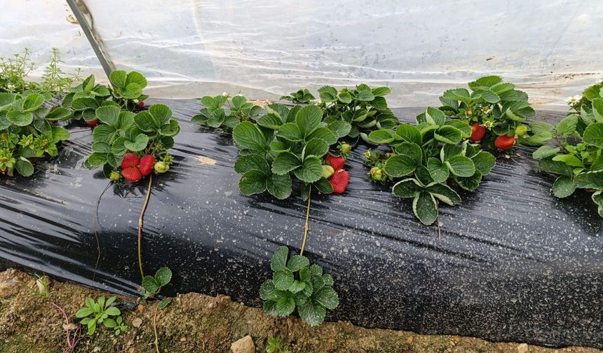 Köprübaşı'nda kış çileği 200 TL'den alıcı buluyor