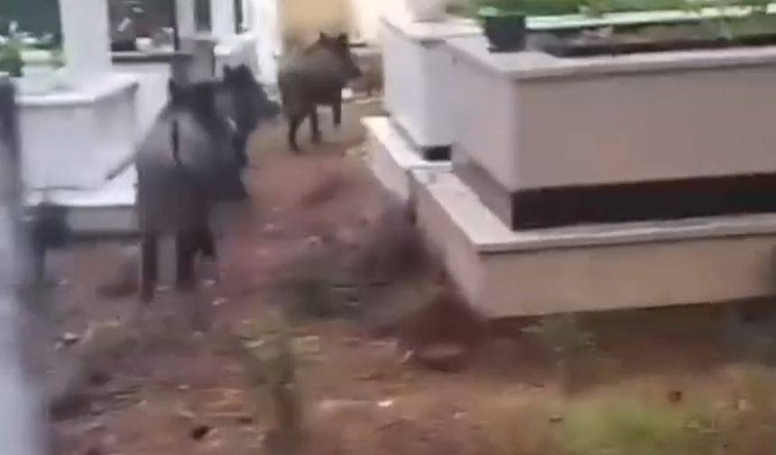 Muğla'da domuz istilası sürüyor: "Yeni adres mezarlıklar"