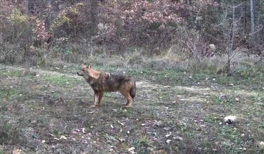 Vaşak ve yavrusu ile kurt, fotokapana yansıdı