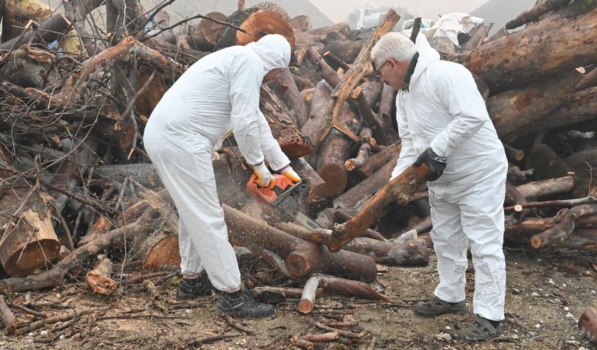 Budanan ağaç dalları ihtiyaç sahiplerini ısıtıyor
