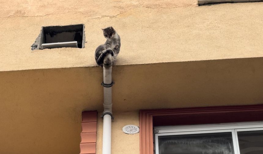 Mahsur kalan kedi için yatak taşıyıp battaniye gerdiler