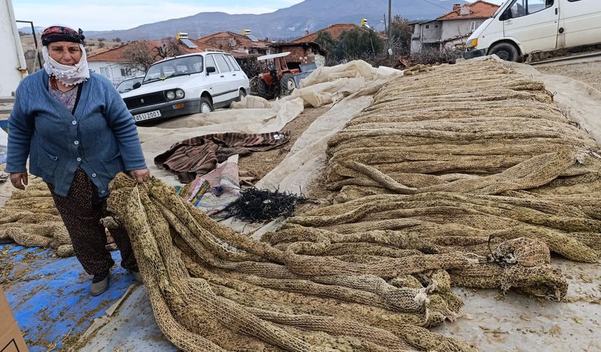 Selendi’de tütünde hasat bitti, kolileme mesaisi başladı