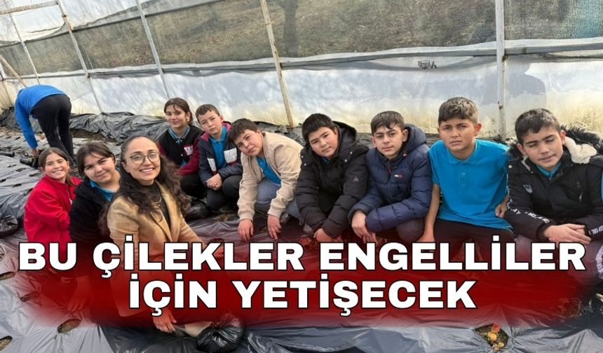 Bu çilekler engelliler için yetişecek