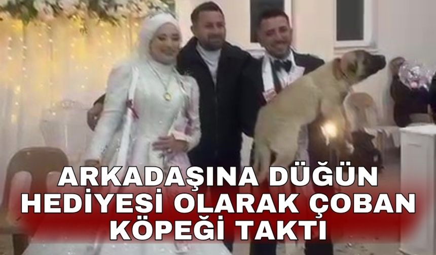 Arkadaşına düğün hediyesi olarak çoban köpeği taktı
