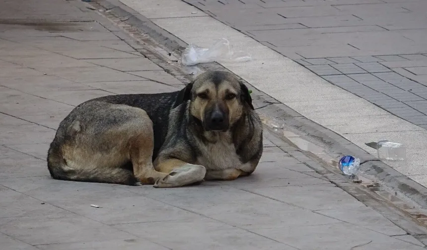 Manisa'da “Sahipsiz Köpek İhbar Hattı" hamlesi