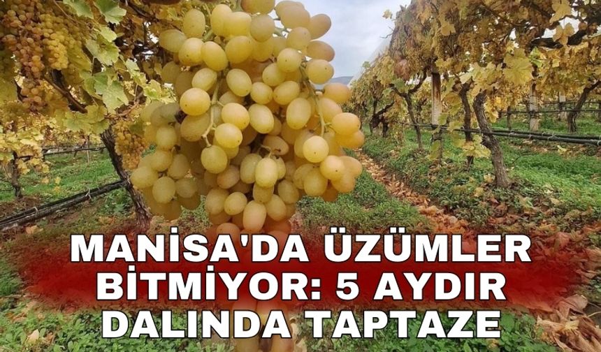 Manisa'da üzümler bitmiyor: 5 aydır dalında taptaze