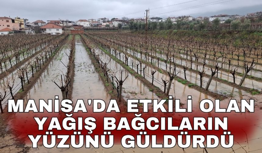 Manisa'da etkili olan yağış bağcıların yüzünü güldürdü
