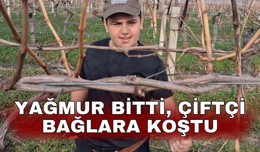 Yağmur bitti, çiftçi bağlara koştu