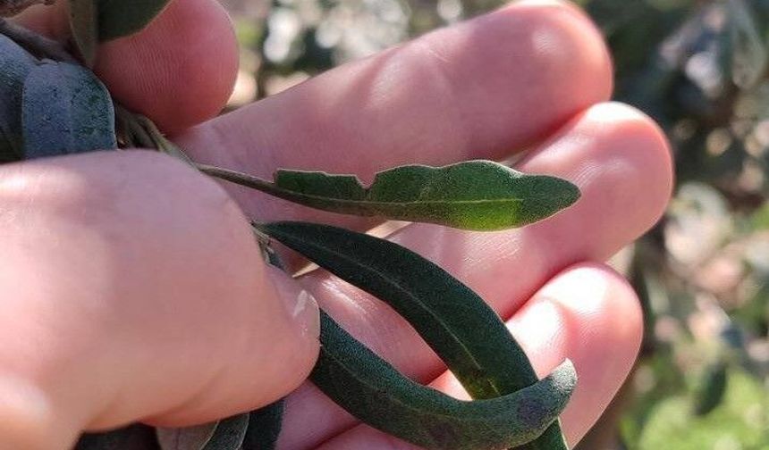 Salihli’de zeytin üreticilerine halkalı leke uyarısı