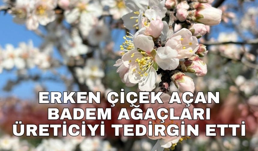 Erken çiçek açan badem ağaçları üreticiyi tedirgin etti