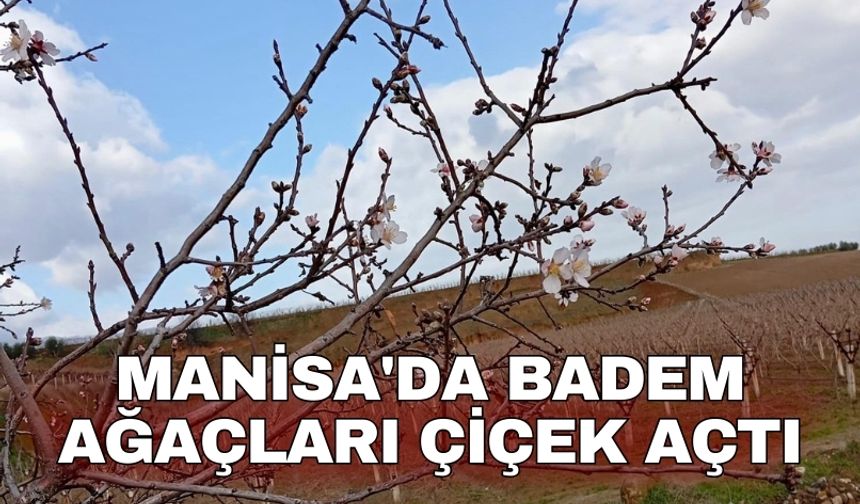 Manisa'da badem ağaçları çiçek açtı