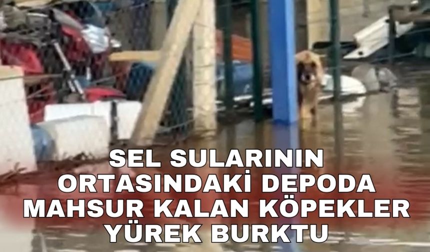 Sel sularının ortasındaki depoda mahsur kalan köpekler yürek burktu