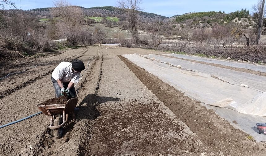 Selendi'de tütün üreticisinin zorlu mesaisi başladı