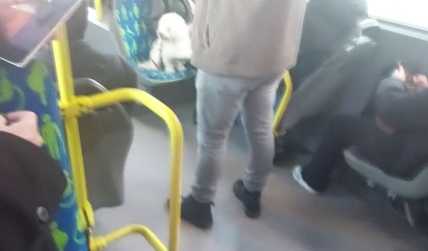 Metrobüste köpek koltukta oturdu, sosyal medyada tartışma başladı