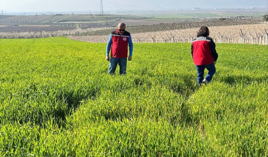 Manisa’da buğday üreticilerine ‘Septorya’ uyarısı