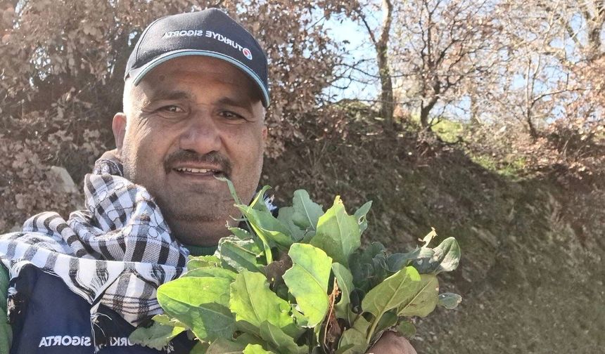Sarıgöl’de baharın habercisi ekşi kulak tezgahlarda yerini aldı