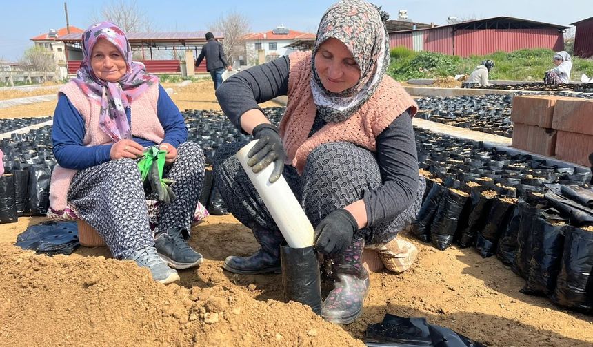 İki kardeşten üzüm fidanında büyük başarı