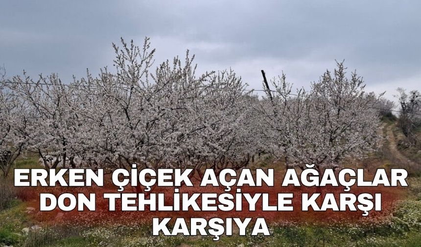 Erken çiçek açan ağaçlar don tehlikesiyle karşı karşıya