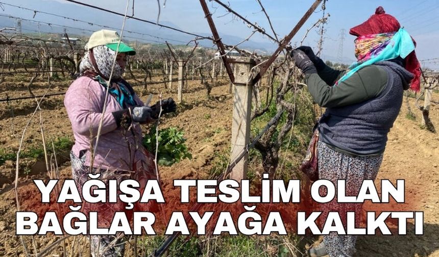 Yağışa teslim olan bağlar ayağa kalktı