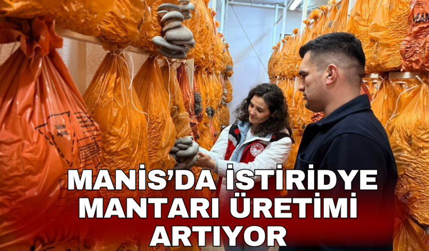 Manis’da istiridye mantarı üretimi artıyor
