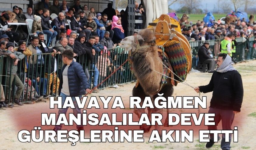Havaya rağmen Manisalılar deve güreşlerine akın etti