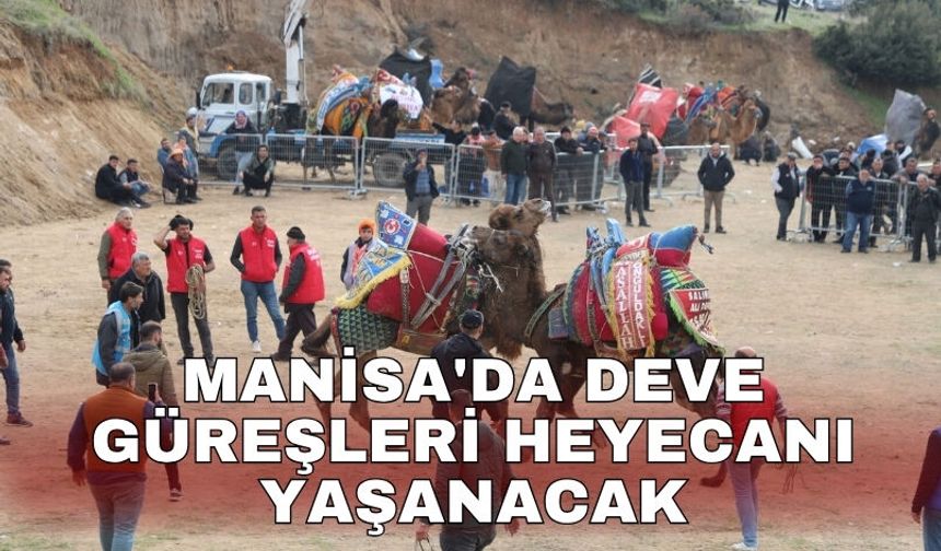 Manisa'da deve güreşleri heyecanı yaşanacak