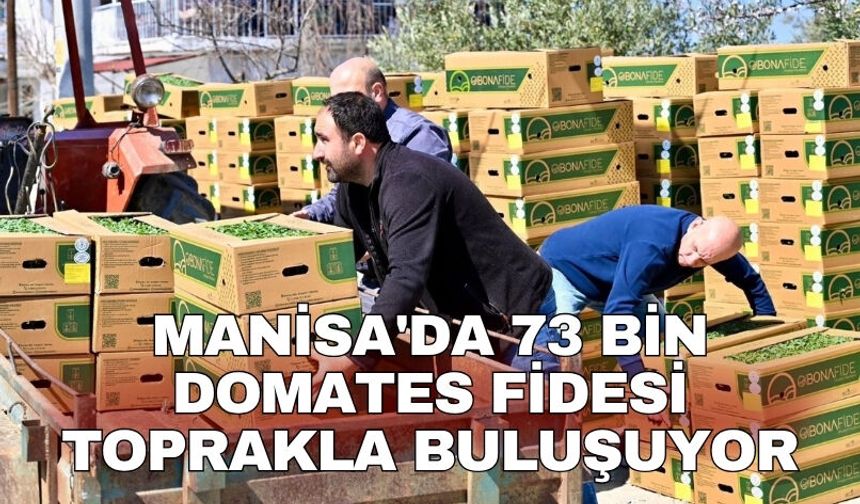Manisa'da 73 bin domates fidesi toprakla buluşuyor