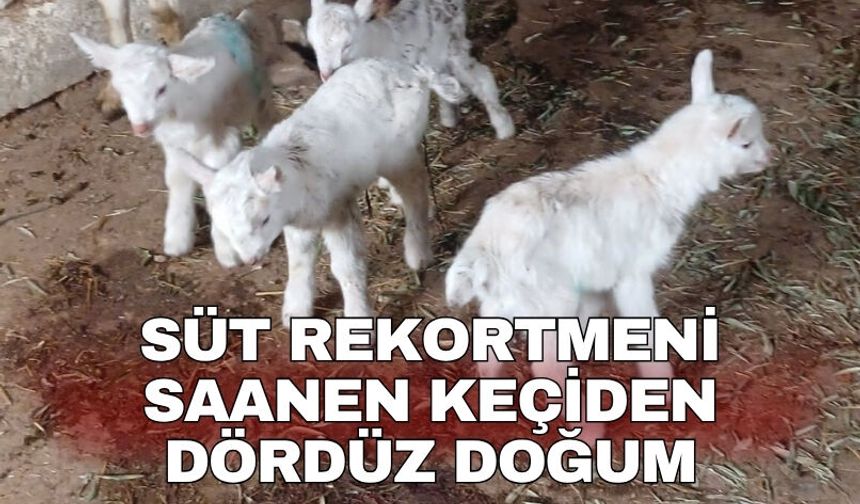 Süt rekortmeni Saanen keçiden dördüz doğum