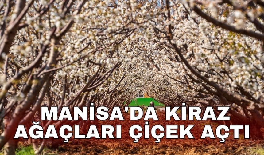 Yılın  ilk kirazını pazara çıkaran Manisa'da kiraz ağaçları çiçek açtı
