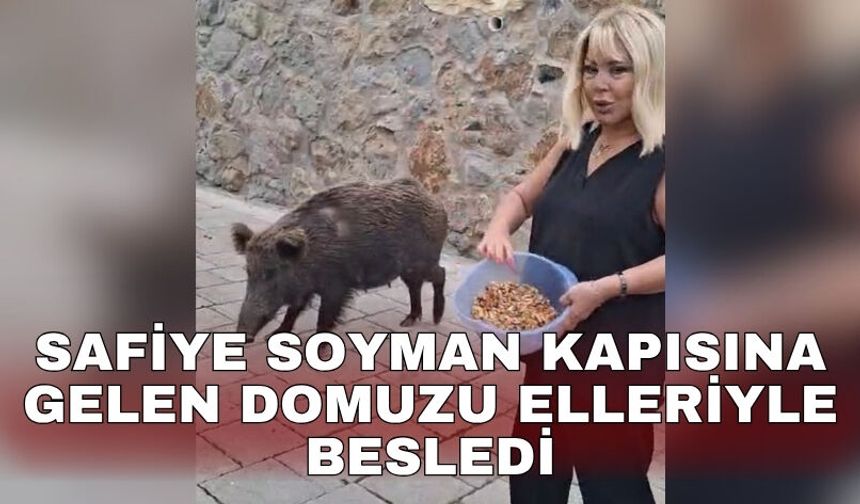 Safiye Soyman kapısına gelen domuzu elleriyle besledi