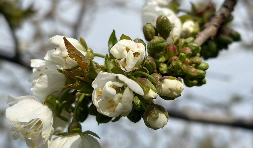 Salihli’de ‘Monilya’ tehlikesi