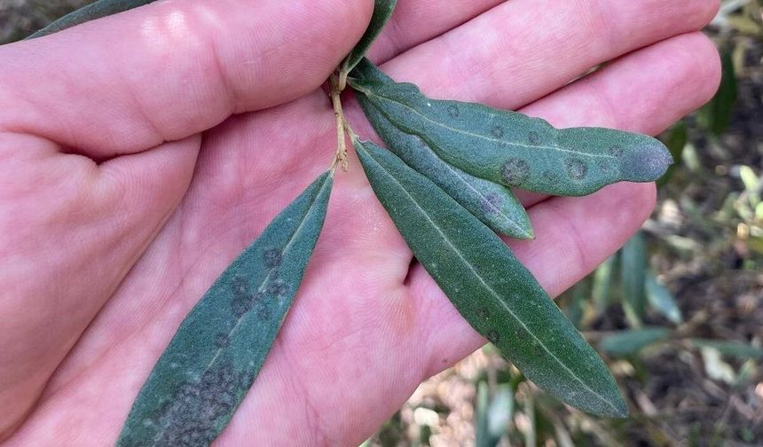 Salihli'de ‘Halkalı leke' uyarısı
