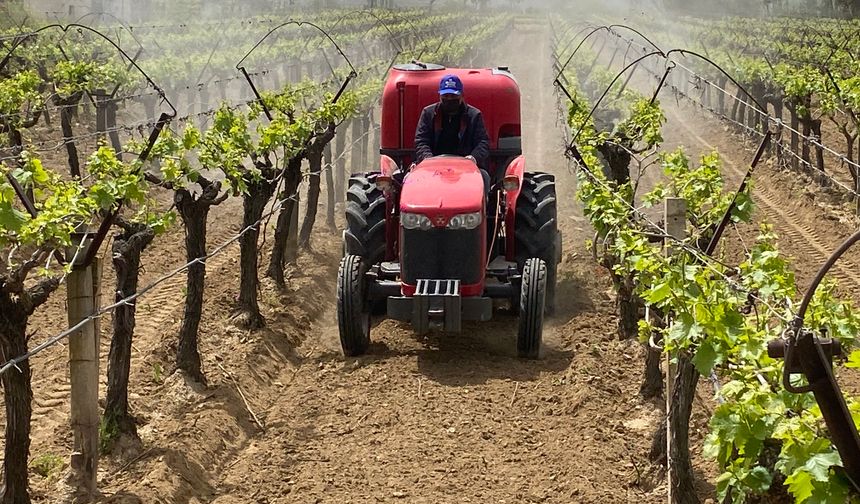 Alaşehir'de "3K Bağcılık" ile kalıntısız üretim başladı