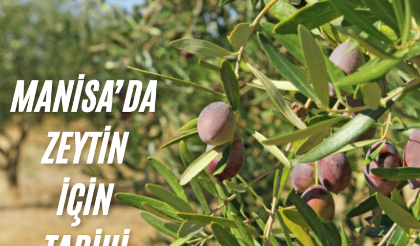 Manisa'da zeytin için tarihi buluşma