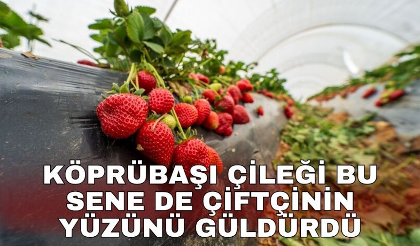 Köprübaşı çileği bu sene de çiftçinin yüzünü güldürdü