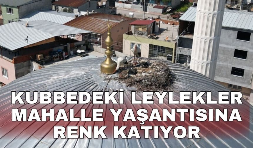 Kubbedeki leylekler mahalle yaşantısına renk katıyor