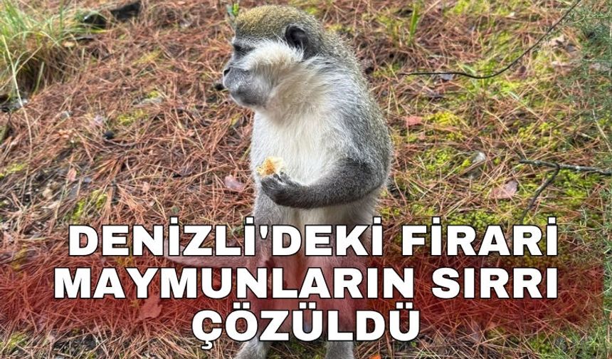 Denizli'deki firari maymunların sırrı çözüldü