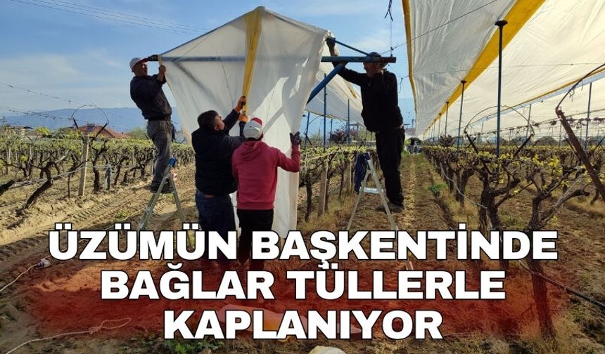 Üzümün başkentinde bağlar tüllerle kaplanıyor