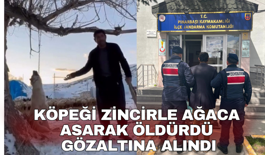 Köpeği zincirle ağaca asarak öldürdü. Gözaltına alındı