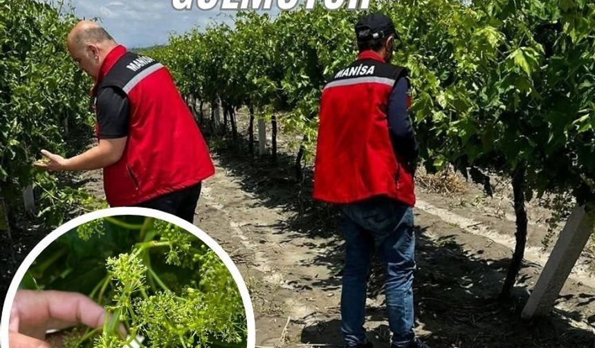 Manisa’da dolu ve selde üzüm bağları zarar gördü
