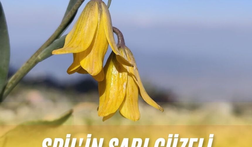 Spil'in sarı güzeli görücüye çıktı