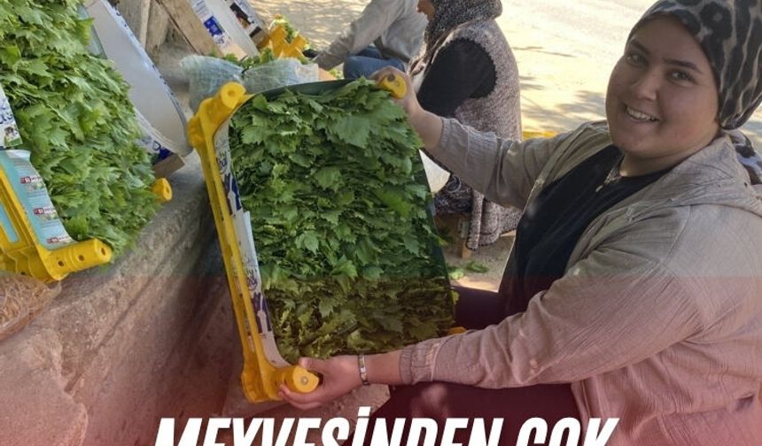 Meyvesinden çok yaprağı kazandırıyor