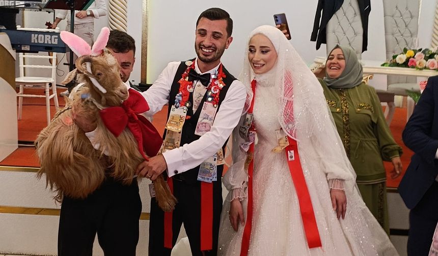 Düğünde altın değil keçi takıldı