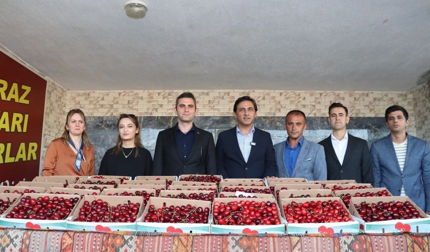 Selendi'de kirazın en iyisi seçildi