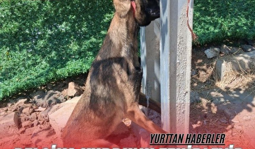 Belçika kurdunu zehirleyip direğe asarak telef ettiler