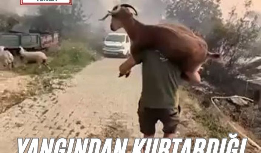Yangından kurtardığı keçiyi sırtında taşıdı