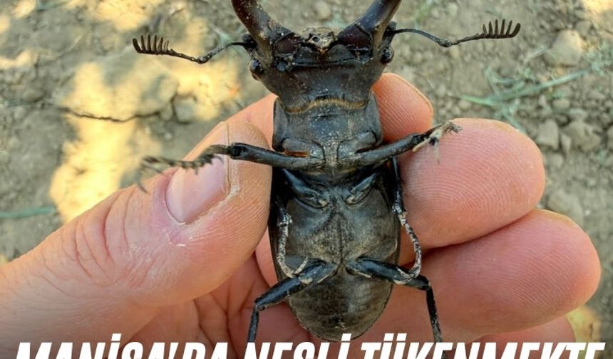 Manisa'da nesli tükenmekte olan böcek görüldü