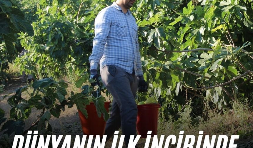 Dünyanın ilk incirinde son hasat bereketi