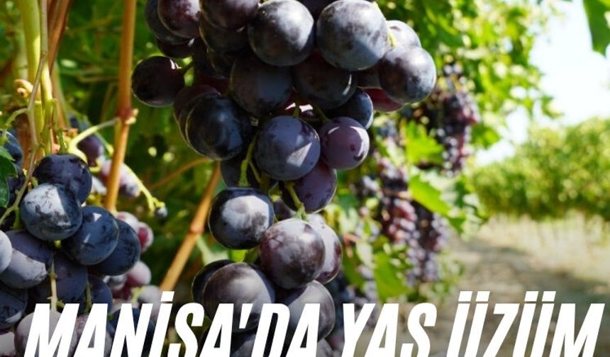 Manisa'da yaş üzüm hasadı başladı