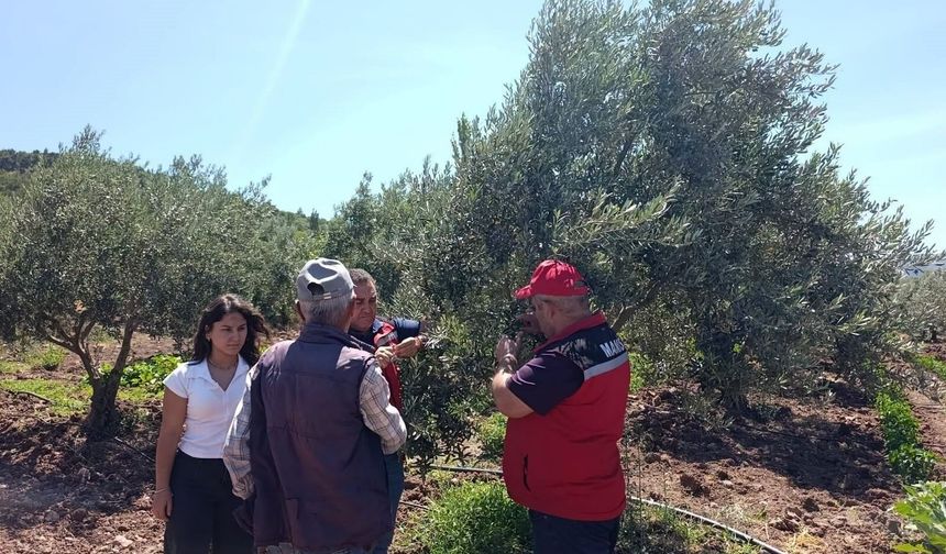 Akhisar'da zeytin üreticilerine hastalık ve zararlı uyarısı